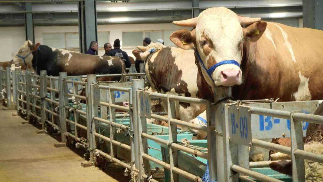 Kurban Bayramı’na 90 gün kala Konya’da kurbanlıklar satışta! İşte kurbanlık fiyatları… 2